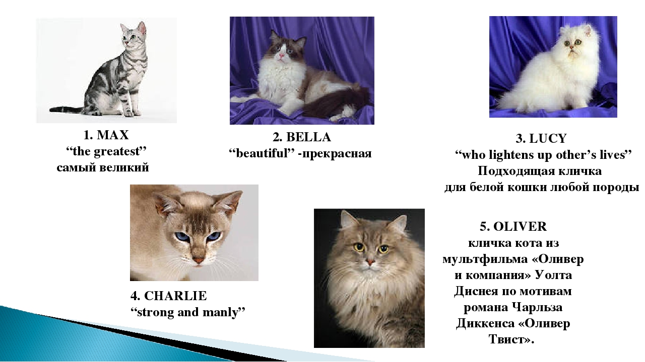 имена кошек английские