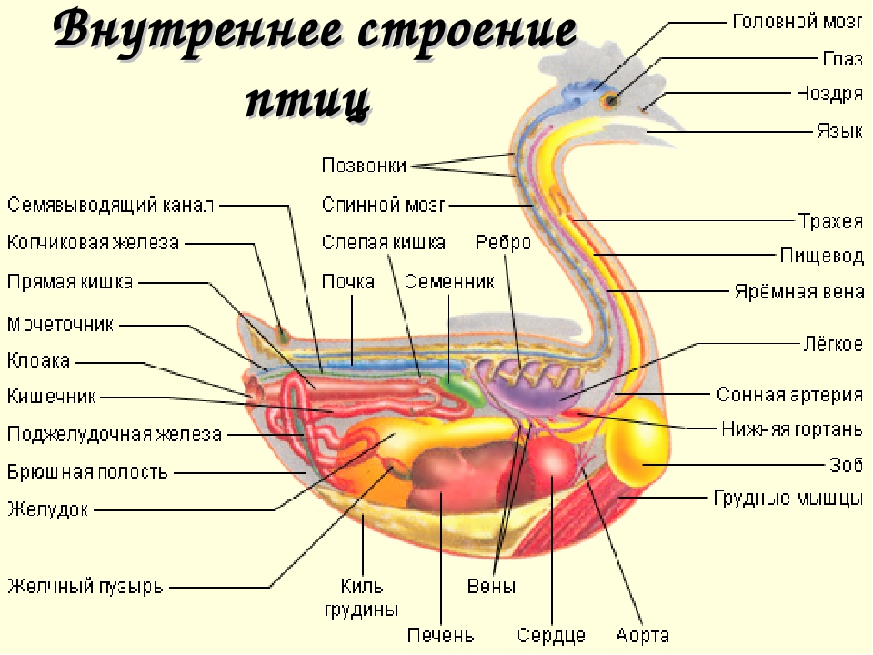 Хорошо строение. Внутреннее строение птиц система органов. Птицы внешнее строение и внутреннее строение. Внутреннее строение птицы схема. Водоплавающие птицы строение.