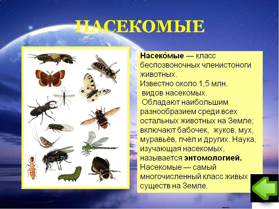 Особенности групп насекомые. Многообразие видов насекомых. Класс животных насекомые. Информация о классе насекомых. Доклад о насекомых.