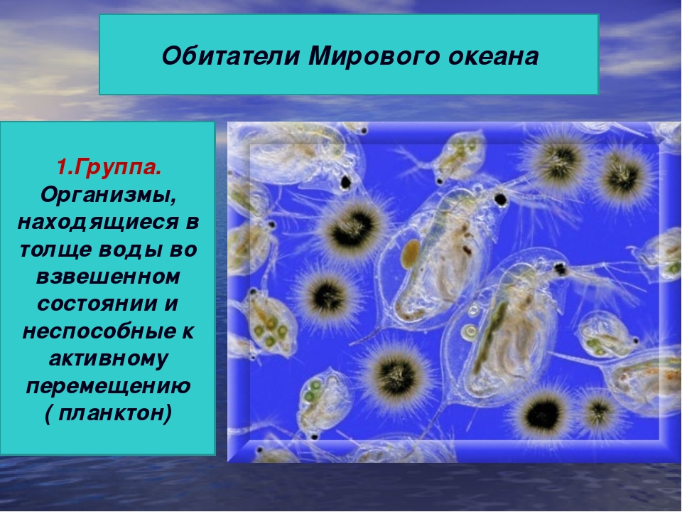 Группы организмов в мировом океане. Организмы обитающие в толще воды. Организмы, находящиеся в толще воды. Планктон живой организм. Обитатели планктона.