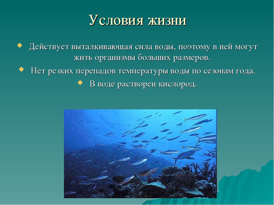 Каковы организмы. Условия жизни в океане. Распределение жизни в океане. Распространение жизни в океане. Жизнь в океане презентация.