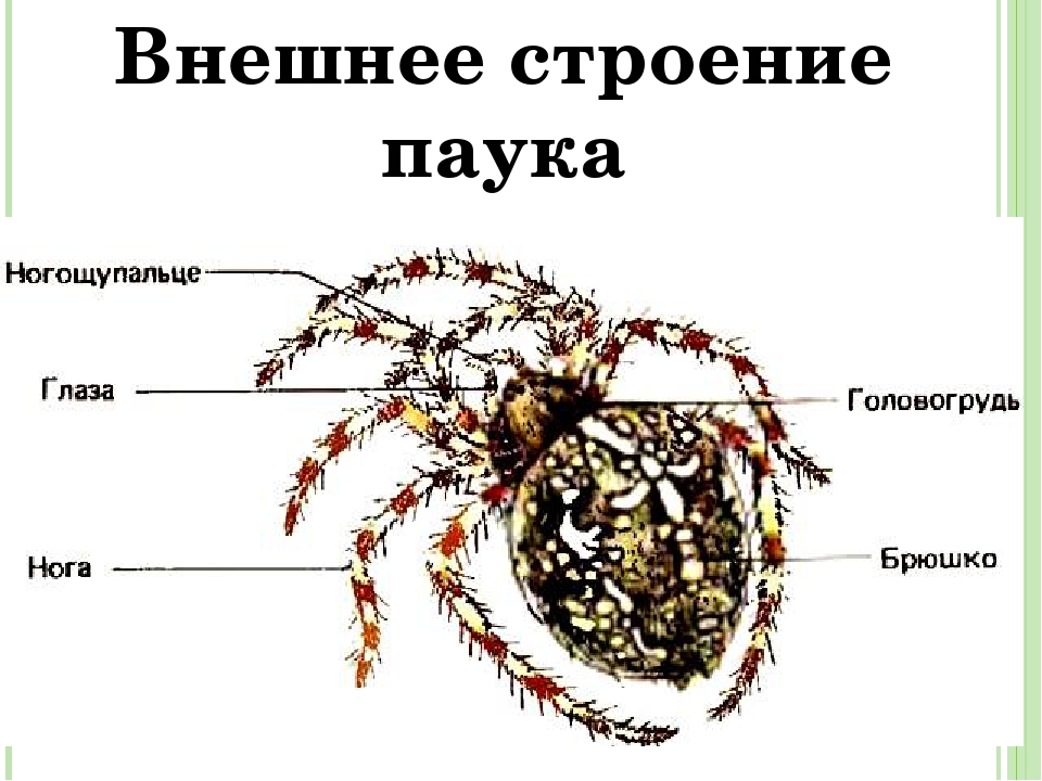 Подписать внешне. Схема внешнего строения паука крестовика. Внешнее строение паука крестовика рисунок. Внешнее строение паука паукообразных. Наружное строение паука крестовика.