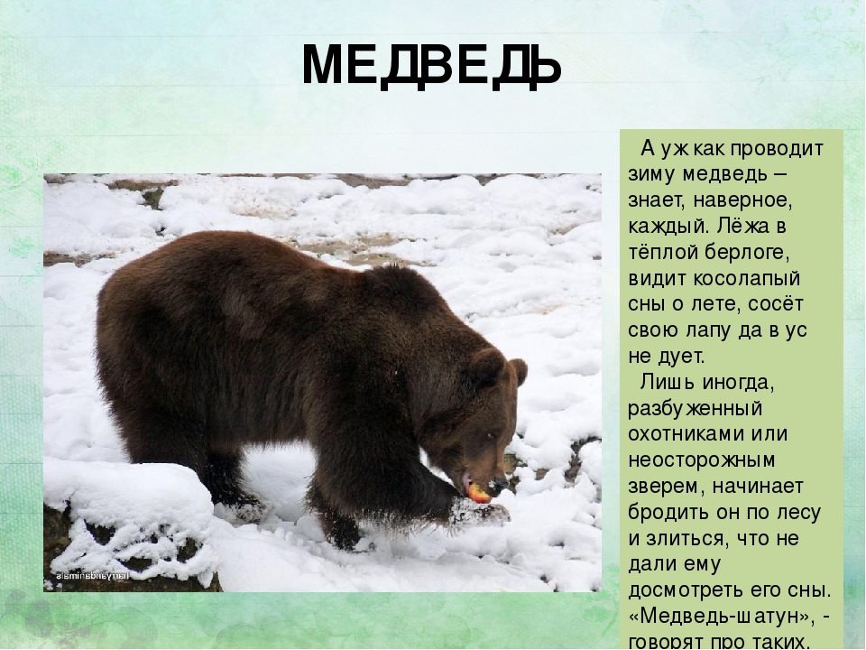 Медведь годы жизни. Рассказ о медведе. Биография медведя. Что делает медведь зимой. Сообщение о медведе.