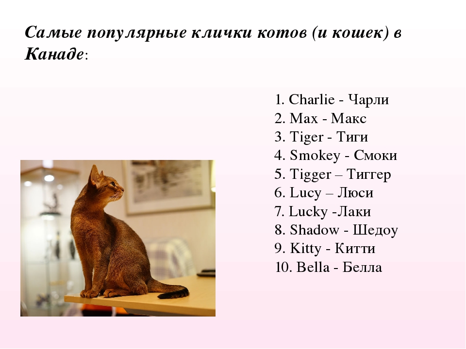 имена кошек на английском с переводом