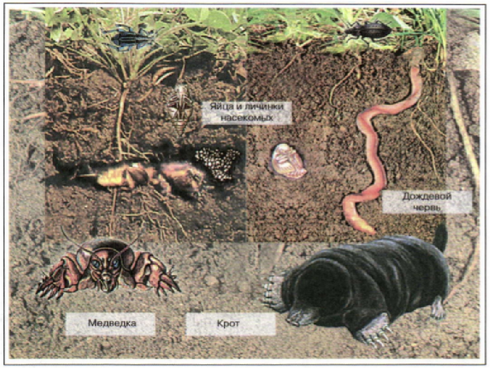 Животные организмы в почвенной среде. Обитатели почвы 5 класс биология. Организмы в почве. Животные обитающие в почве. Почва и подземные обитатели.