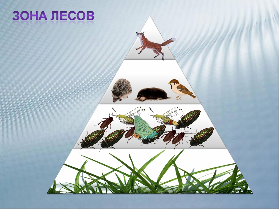 Вторичная цепь питания. Экологическая пирамида тайги. Экологическая пирамида хвойного леса. Пирамида биомассы экология. Экологическая пирамида смешанного леса.