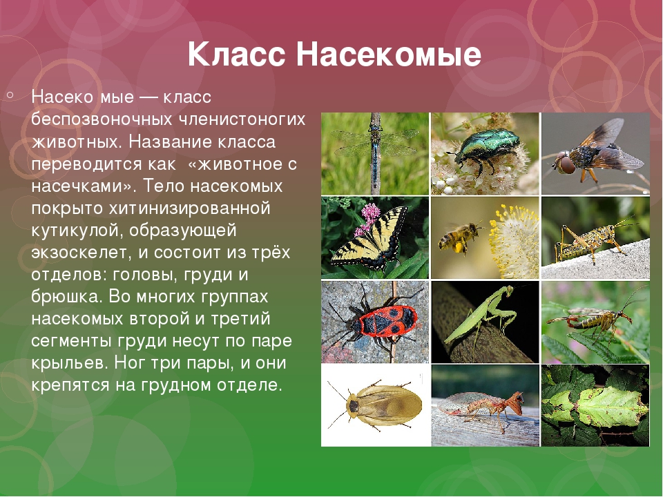 Какие организмы относятся к беспозвоночным животным. Класс насекомые. Представители класса насекомые. Класс насекомые презентация. Беспозвоночные животные насекомые.