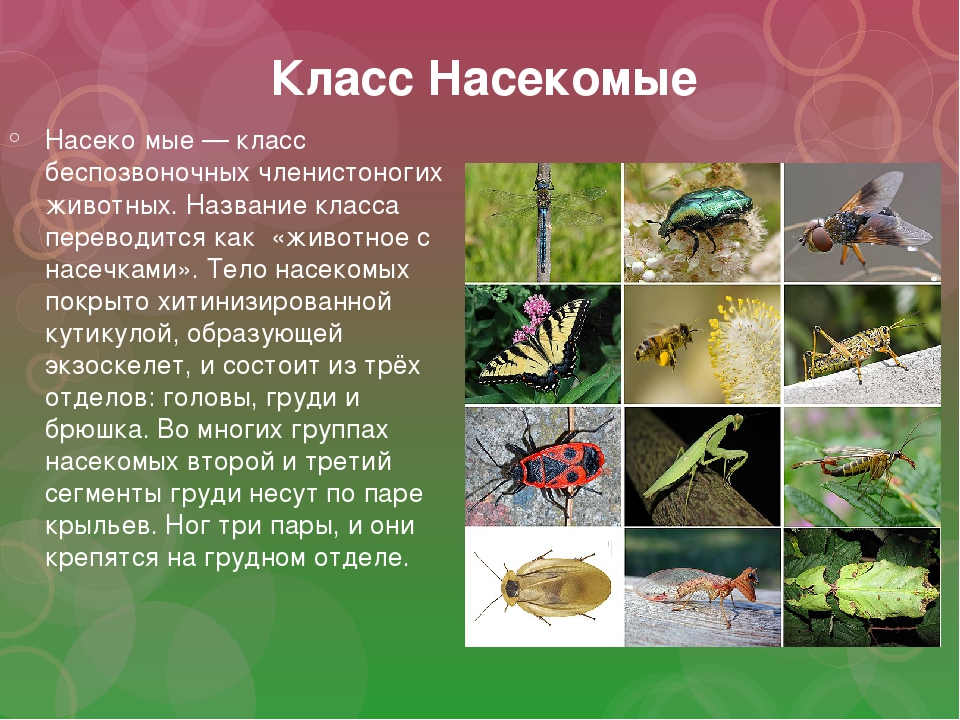 5 насекомых. Класс насекомые. Представители класса насекомые. Класс насекомые презентация. К классу насекомых относятся.