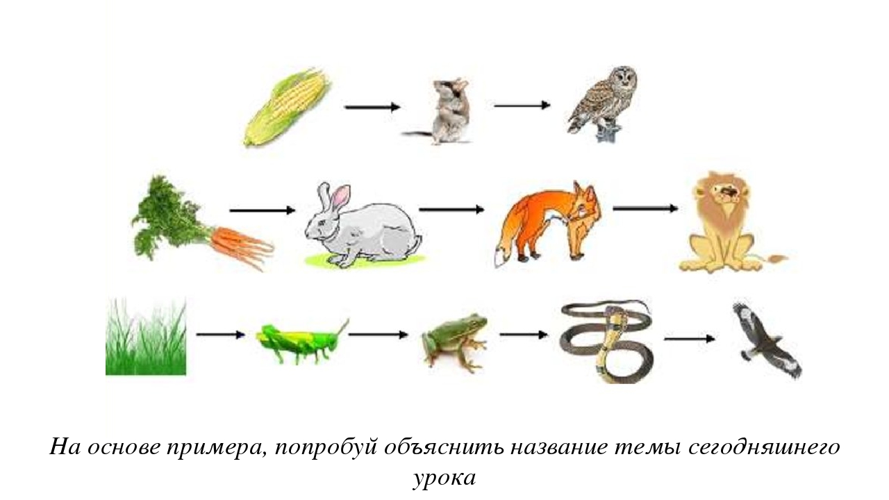 Пищевая цепочка в природе 2 класс окружающий мир примеры картинки