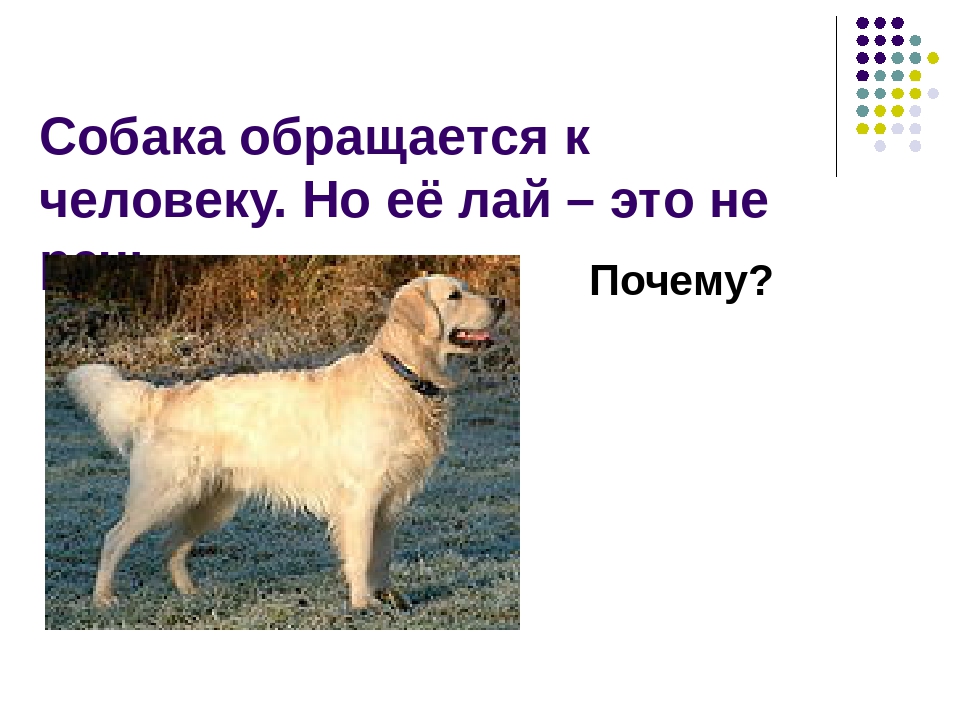 Зачем собаке. Почему собаки лают. Объявление лает собака. Почему собака лает проект.