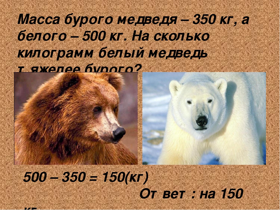 Вес медведя. Масса бурого медведя. Бурый медведь вес. Средний вес бурого медведя. Вес среднего медведя бурого.