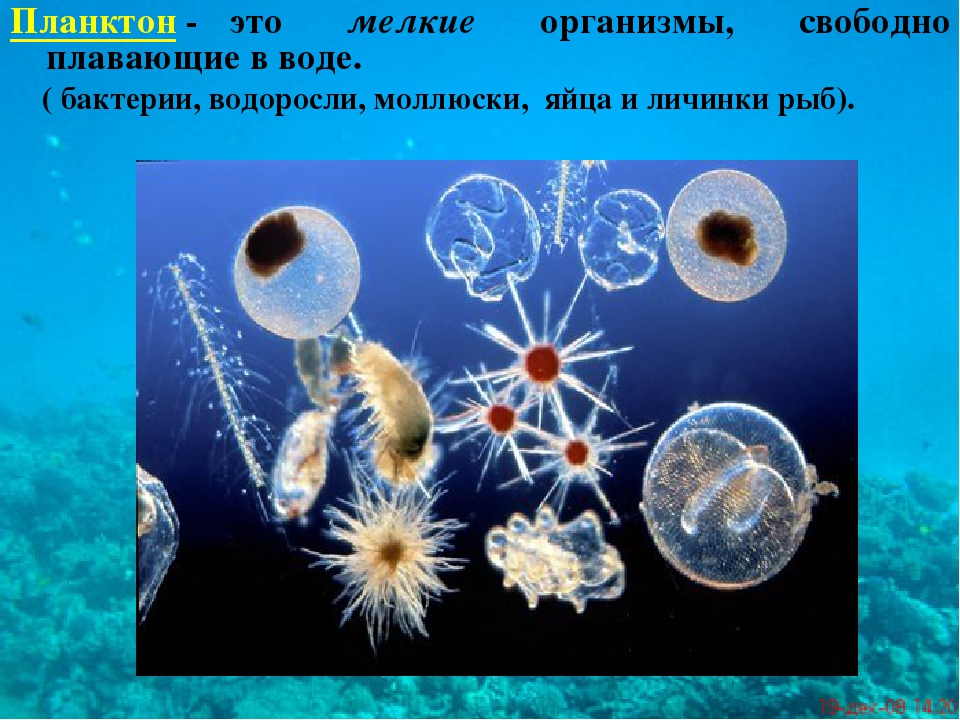 Группы живых организмов в океане. Планктон Нектон бентос. Планктон фитопланктон зоопланктон бентос. Планктон это в биологии. Планкеон.