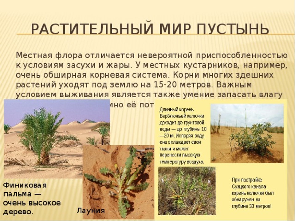 Растительный мир пустынь и полупустынь россии. Растения пустыни и полупустыни в России. Растения в пустыне. Растительный мир пустыни. Растительный мир пувтфны.