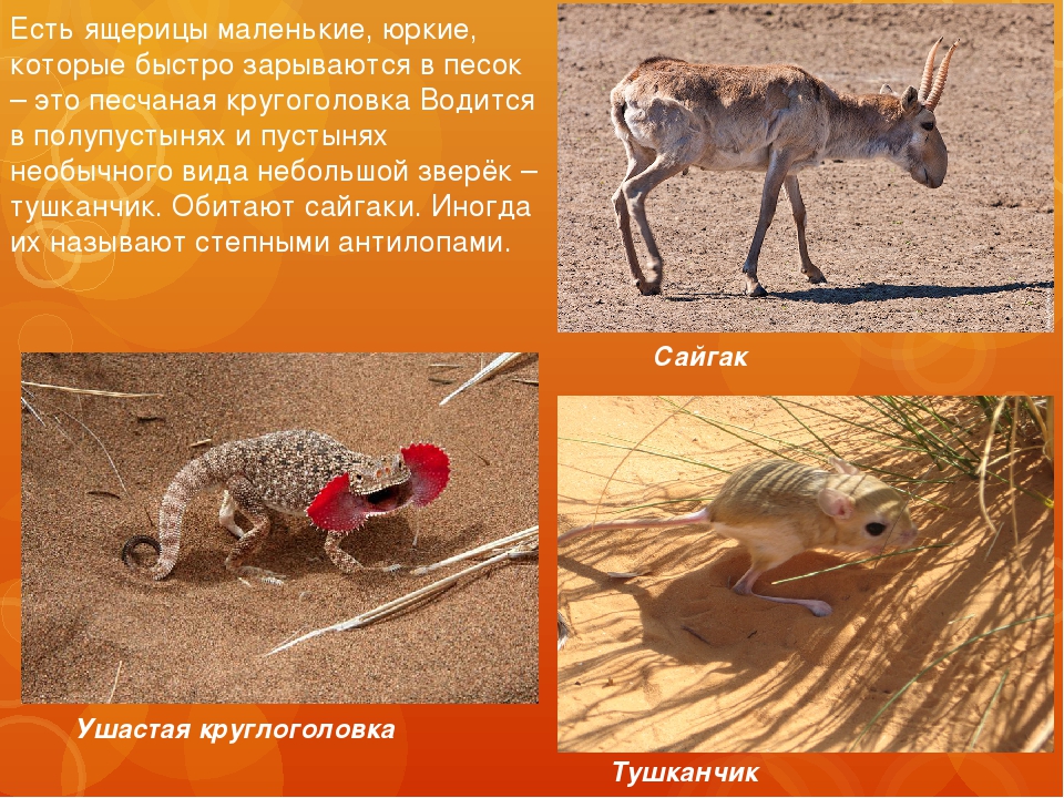 Какие животные обитают в пустынях и полупустынях. Животный мипустыни и полупустыни. Пустыни и полупустыни России животный мир. Животные мир пустыни и полупустыни в России. Зона пустынь и полупустынь животные.