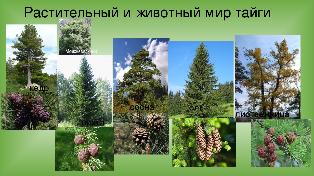 Органический мир лесов. Зона тайги растительность. Растительный и животный мир тайги. Растительныймирт тпйги. Животные и растения тайги России.