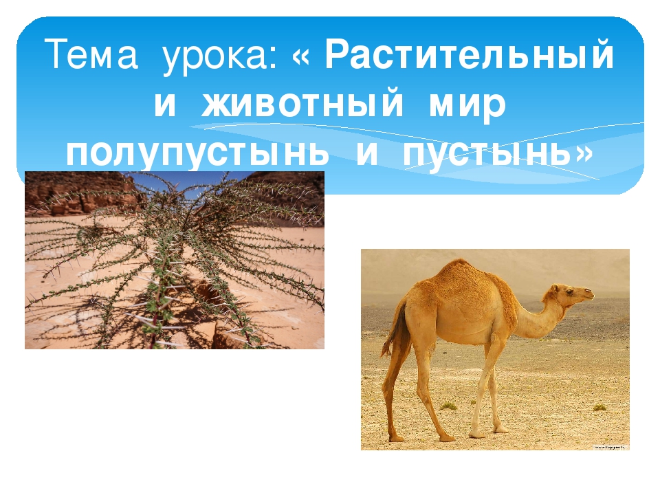 Зона пустынь и полупустынь на карте. Пустыня животные и растения. Животные в пустынях и полупустынях. Растительный и животный мир пустынь. Растения и животные пустынь и полупустынь.
