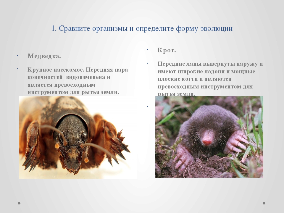 Крот среда обитания. Черты приспособления медведки к среде обитания. Эволюция крота. Медведка и Крот сходство. Крот и медведка.