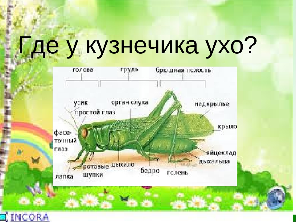 Строение кузнечика схема