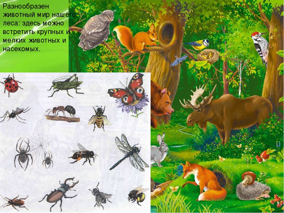Лесные животные и насекомые. Жители леса. Обитатели леса насекомые. Лесные животные для детей. Животные наших лесов.