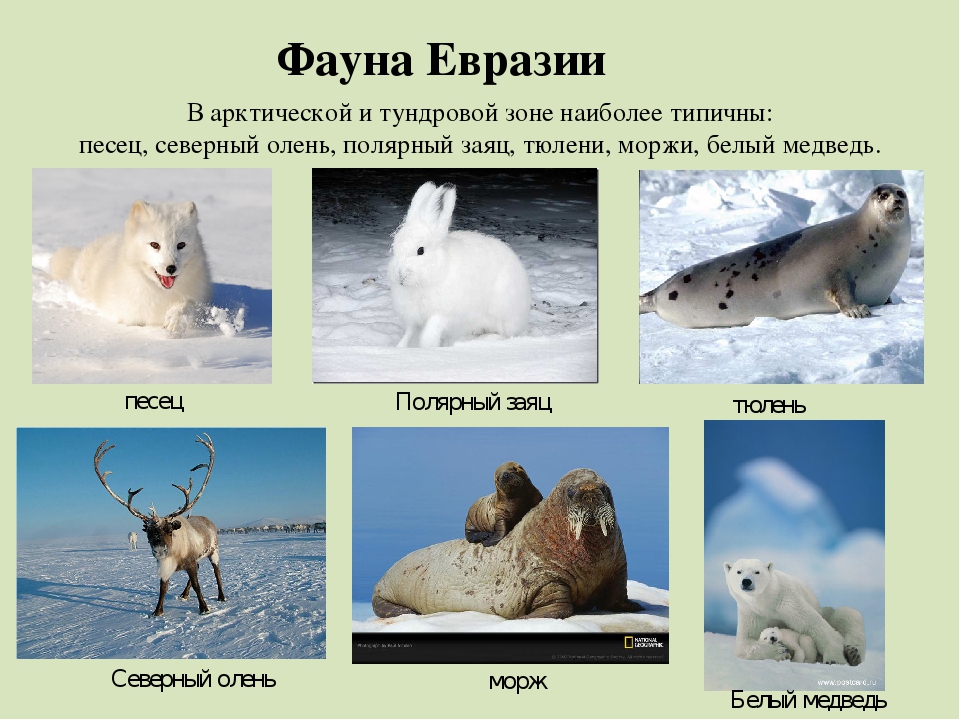 Северная евразия животный мир