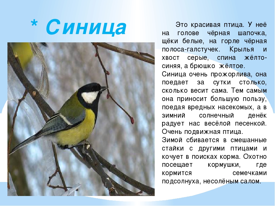 Птичка описание. Зимующие птицы синица описание. Сообщение о синице. Доклад про синицу. Сообщение о синичке.