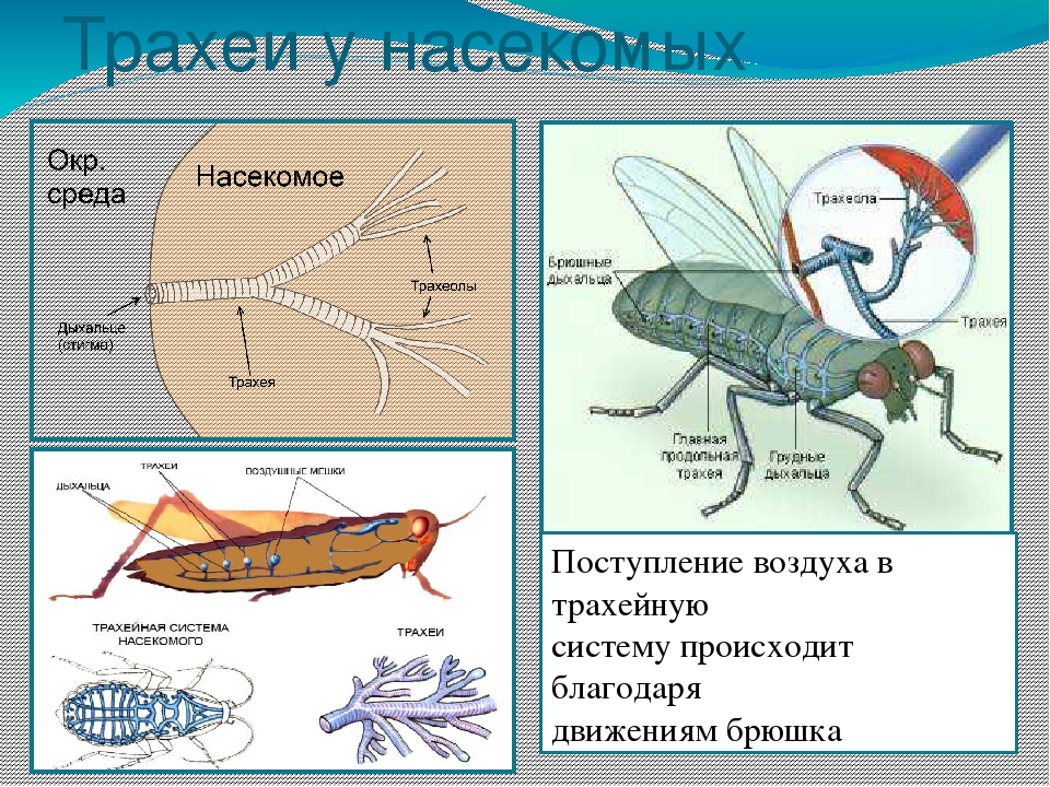 Какие системы у насекомых. Дыхательная система насекомых. Трахеи насекомых. Органы дыхания насекомых. Трахеи и дыхальца у насекомых.