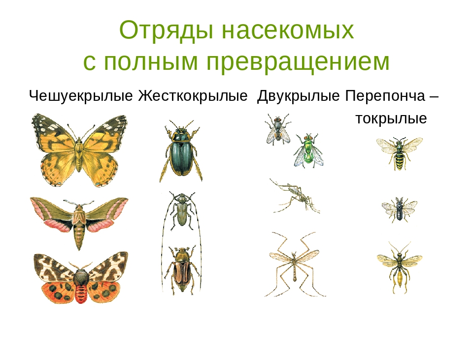 Полное и неполное превращение насекомых