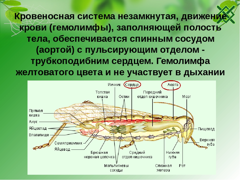 Кровеносная система насекомых выполняет функции