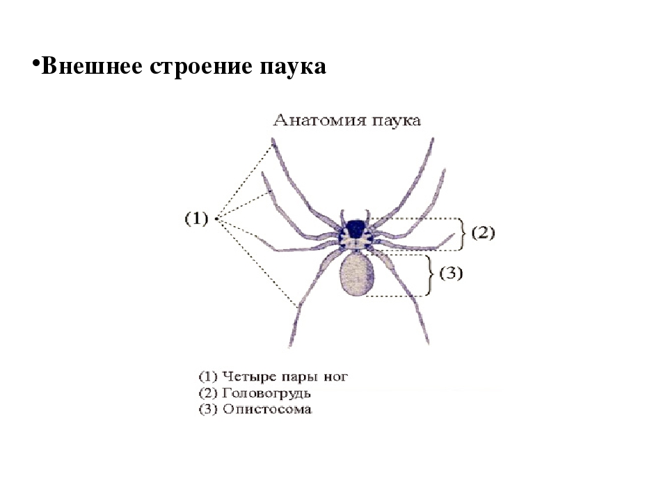 Все части паука. Внешнее строение паука схема. Паук строение тела схема. Строение паука сенокосца. Внешнее строение пауков схема.