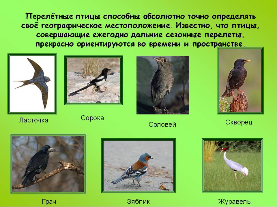 Птицы волгоградской области фото с названиями перелетные