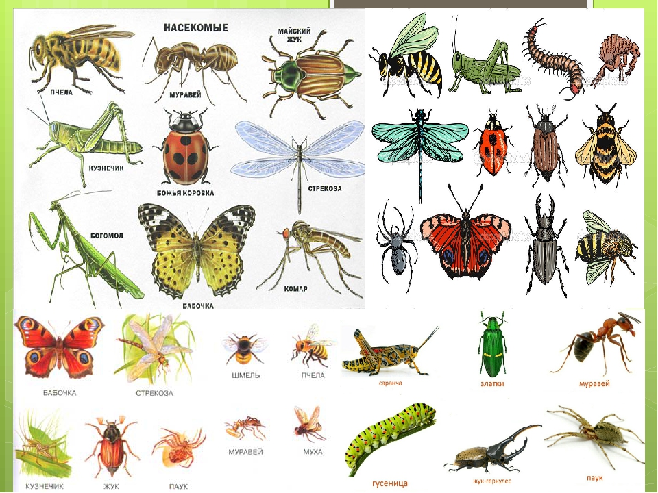 Три названия насекомых. Насекомые названия. Насекомые с названиями для детей. Лесные насекомые названия. Картинки насекомых с названиями.