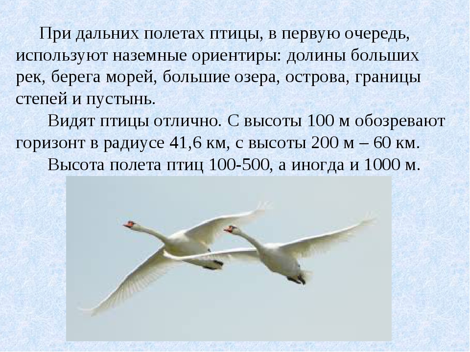 Высота полета птиц. Скорость полета птиц. Максимальная скорость полета гуся. Максимальная высота полета птиц.