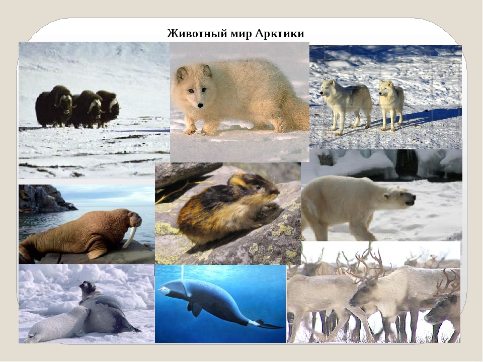 Животный мир природной зоны арктические пустыни. Зона арктических пустынь обитатели. Животные и растения Арктики. Живые организмы Арктики. Животный мир мир Арктики.
