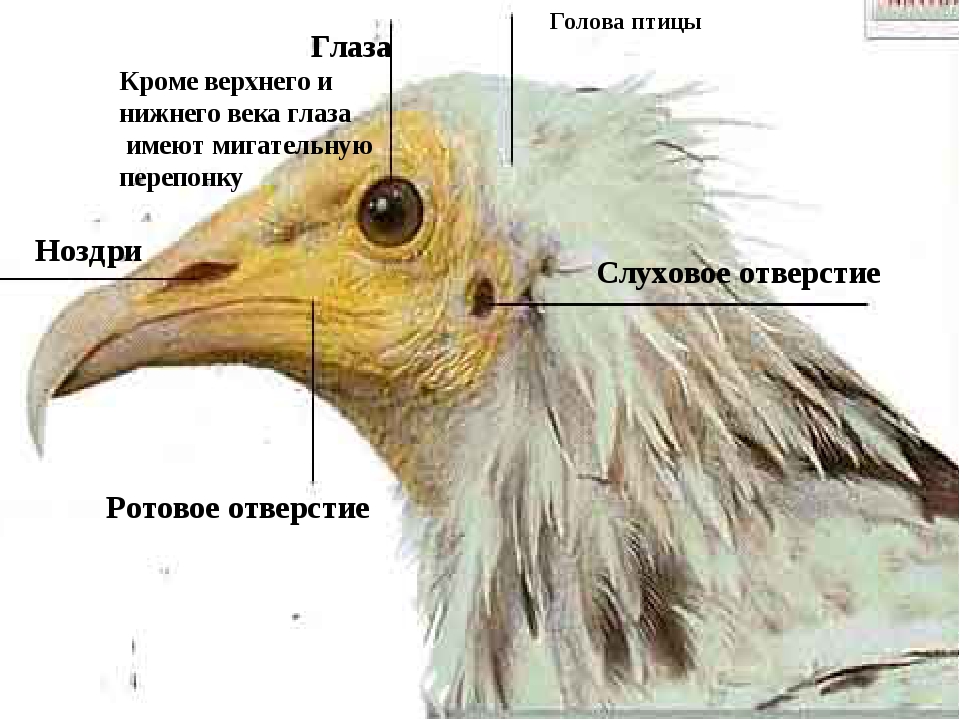 Форма и размеры головы птицы. Строение глаза птицы. Мигательная перепонка у птиц. Верхнее и нижнее веко у птиц.
