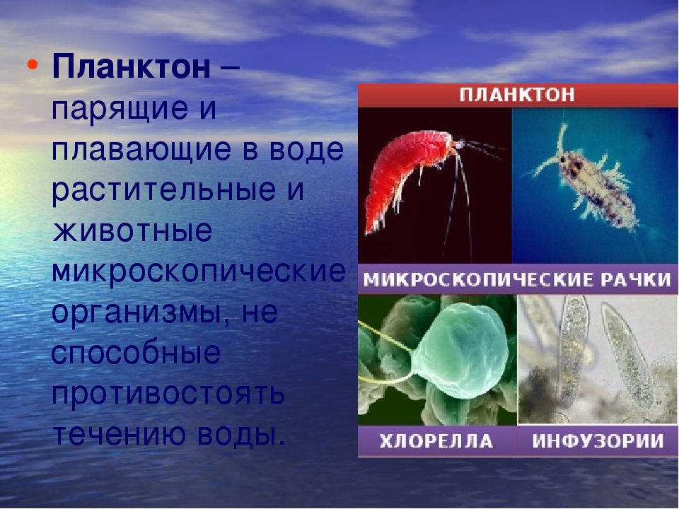 Что такое планктон биология 5