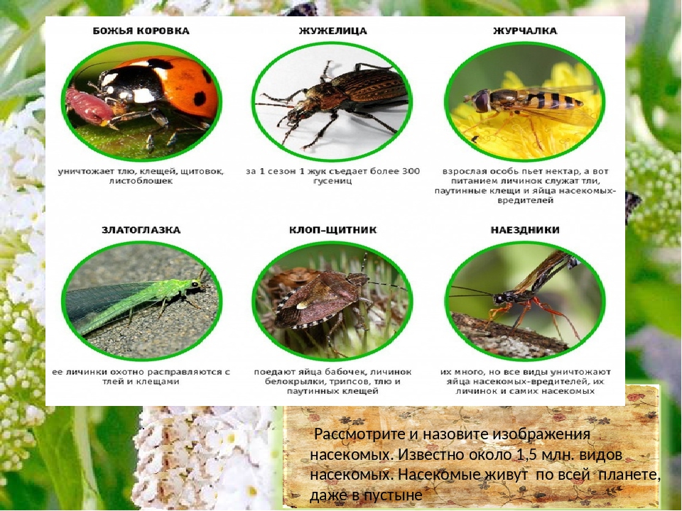 Особенности групп насекомые. Группы насекомых. Насекомые список. Экологические группы насекомых по питанию. Насекомые определение.