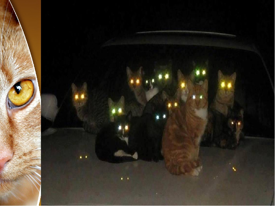 Посвети глазами. Коты со светящимися глазами. Светящиеся глаза кошки. Кошачьи глаза светятся. У кота светятся глаза.