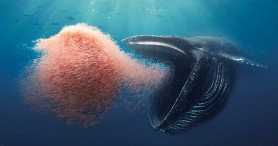 Что едят киты