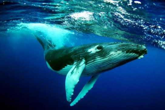описание китов