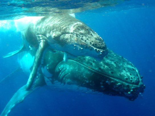 Размножение китов