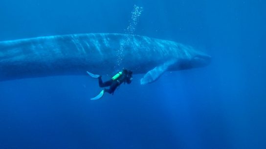 популяция синего кита