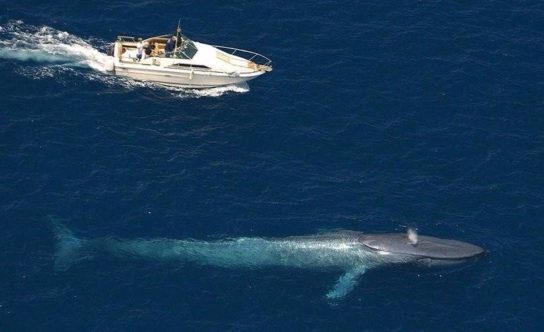где обитает синий кит