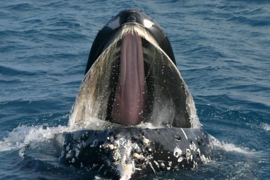 язык синего кита