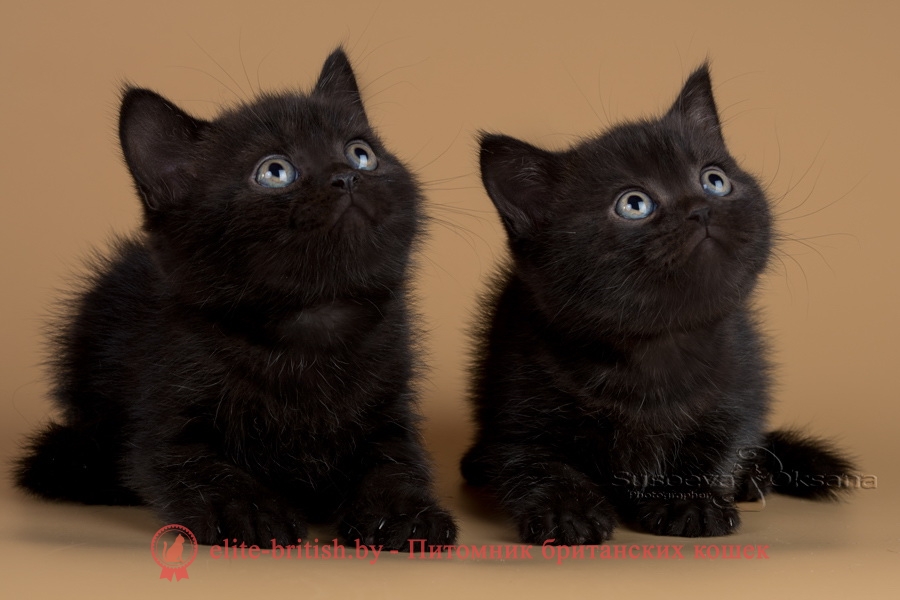 британец черный дым, британский кот черный дым, британские котята черный дым, черный дым британская кошка фото, британцы черный дым фото, кошка британская черный дым, ританские котята окрас черный дым, британские котята черный дым фото