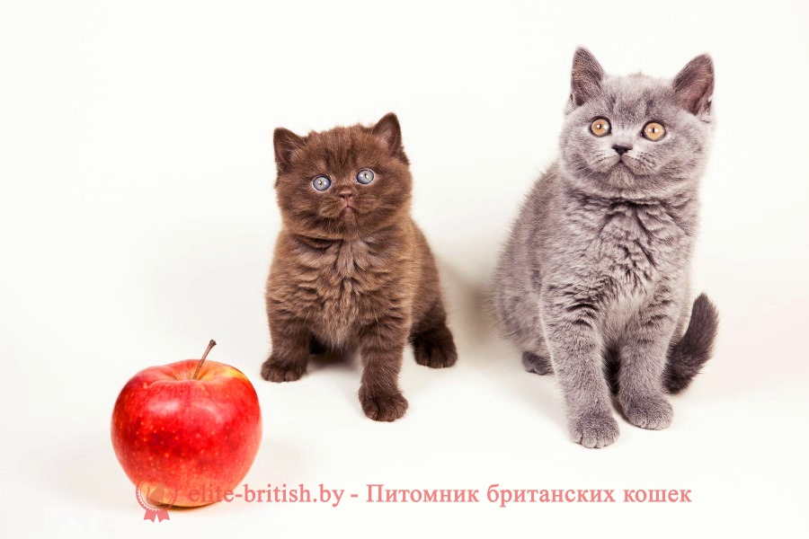  Окрасы будущих котят от вязок производителей однотонных окрасов