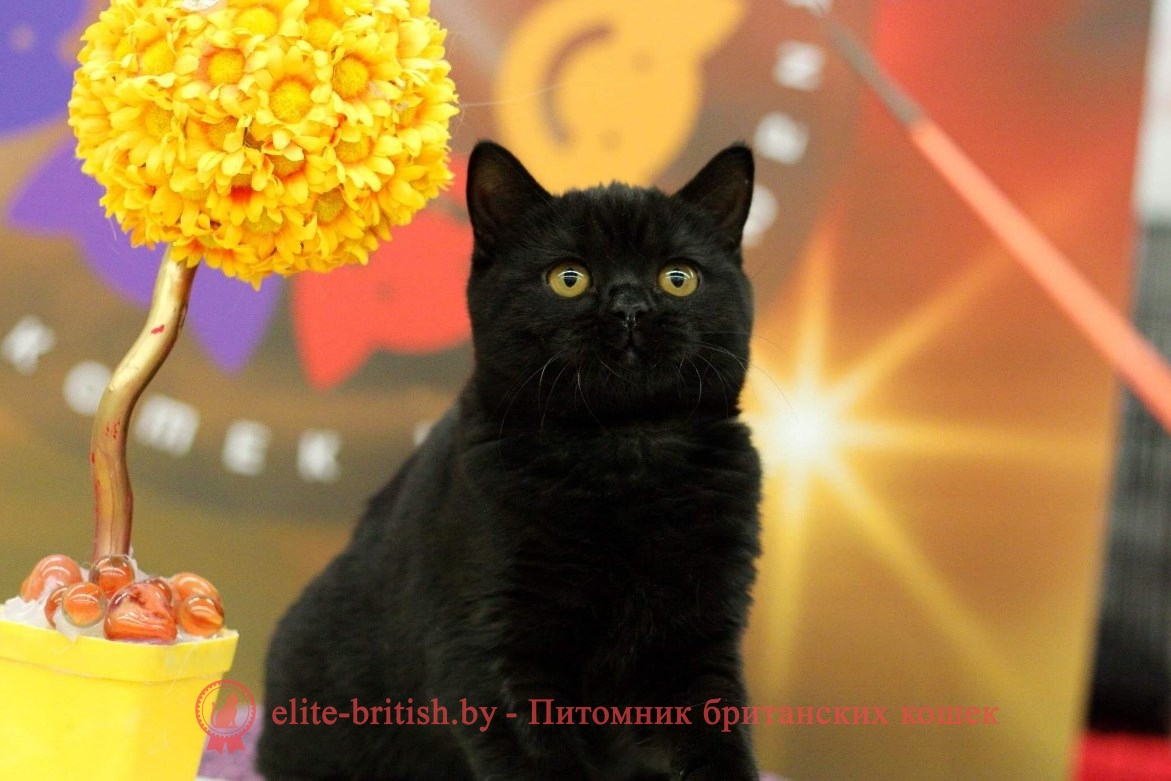 британец черный фото, черные британцы фото, черный британский кот фото, черные британские коты фото, черная британская кошка, черная британская кошка фото, черный британский кот, черные британские коты, британский черный котенок, черные