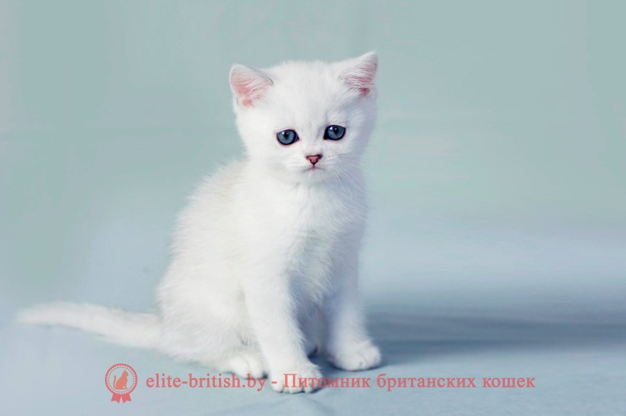 британский кот серебристый, серебристый британец фото, серебристые британцы, британские серебристые котята, завуалированный британец, серебристый завуалированный британец, кошки британские серебристые, британская короткошерстная окраса серебро, британцы серебристая завуалированный, котята британские серебристые шиншиллы, британский кот серебристая завуалированный, британские кошки серебристая завуалированный, британская окрас серебристая завуалированный