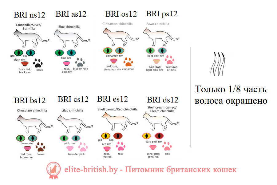 британский кот серебристый, серебристый британец фото, серебристые британцы, британские серебристые котята, затушеванный британец, серебристый затушеванный британец, кошки британские серебристые, британская короткошерстная окраса серебро, британцы серебристая шиншилла, котята британские серебристые шиншиллы, британский кот серебристая шиншилла, британские кошки серебристая шиншилла, британская окрас серебристая шиншилла, британский кот блю поинт, британец колор поинт, британская кошка поинт колор, ританский кот поинт, британские котята поинт, британские котята блю поинт, ританские котята колор поинт, блю поинт британец, британцы лилак поинт, британец поинт, британские котята сил поинт, британские кошки блю поинт, британские котята окраса блю поинт, британец блю поинт фото, британец колор поинт фото, британская кошка колор поинт фото, блю пойнт британские кошки, британские кошки колор пойнт, блю пойнт британские котята, блю пойнт британцы, колор пойнт британец, кот британский колор пойнт, британские котята колор пойнт