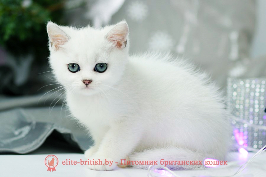 британский кот серебристый, серебристый британец фото, серебристые британцы, британские серебристые котята, завуалированный британец, серебристый завуалированный британец, кошки британские серебристые, британская коротко