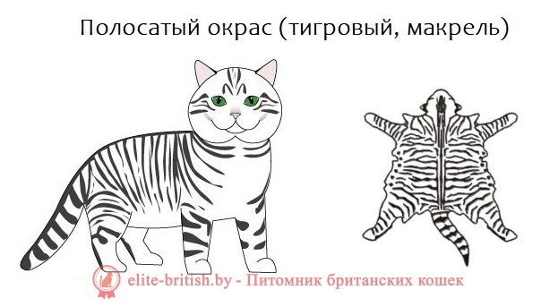 британский полосатый кот, кот британец полосатый, британская кошка полосатая, британцы коты фото полосатые, британский полосатый кот фото, британская полосатая кошка фото, британские котята полосатые, котенок британец полосатый, британские полосатые котята фото, британская кошка полосатая серая, коты британцы полосатые серые, кот британец фото прямоухий полосатый, британский вислоухий кот полосатый, британская вислоухая полосатая кошка, британская короткошерстная кошка полосатая, британский кот полосатый серый, фото котят британцев полосатых, кот британец вислоухий полосатый, кошки британцы фото полосатые, британские котята фото серые в полоску, полосатая кошка британской породы, британский вислоухий полосатый кот фото, полосатые вислоухие котята британцы, британский котенок серый с полосками, британская короткошерстная полосатая, британский кот в полоску, кот британец серый полосатый фото, британский кот фото серый в полоску